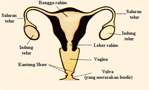 Gambar Sistem Reproduksi Pada Wanita Homecare24