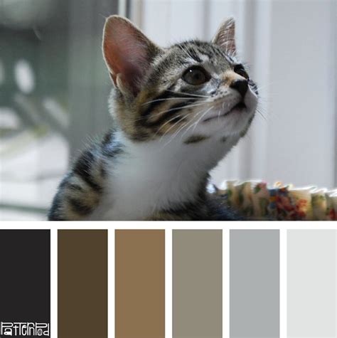 Color Palette Cat Brown Copper Gray Color Plan Grey Color