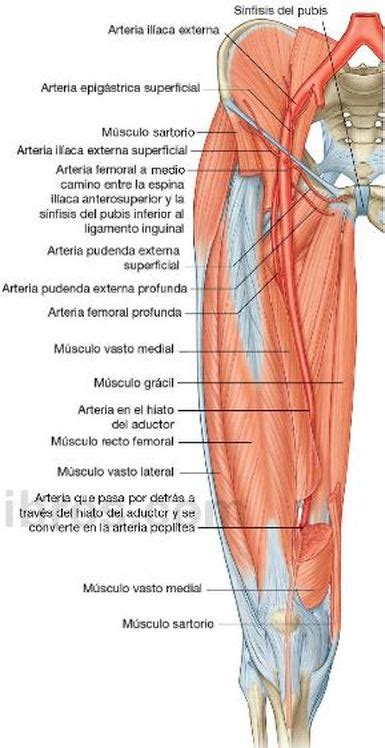 Tibial posterior, en menor proporción la art.fibular inervación: Vascularizacion - Región Músculo Aponeurótica del Muslo