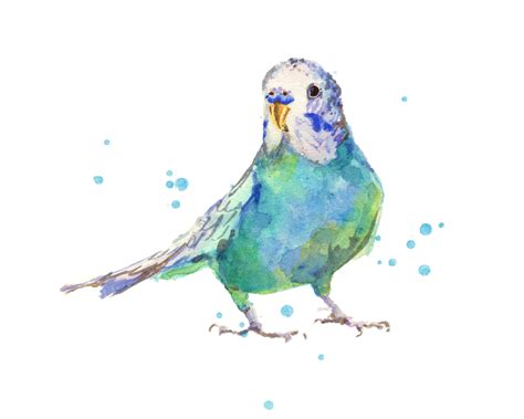 5 Top Watercolour Bird Tutorials Need Help With Expressing Your Love