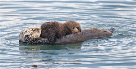 The Dark Side of California Sea Otters – UCSC Science Notes