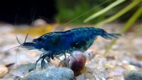 Blue Dream Neo Shrimp Berried Female Youtube