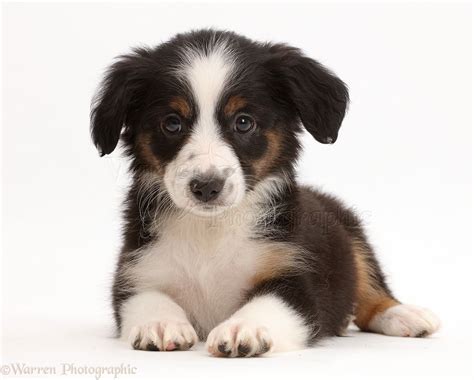 The mas is highly intelligent and biddable. miniature american shepherd puppies | Dog: Mini American ...