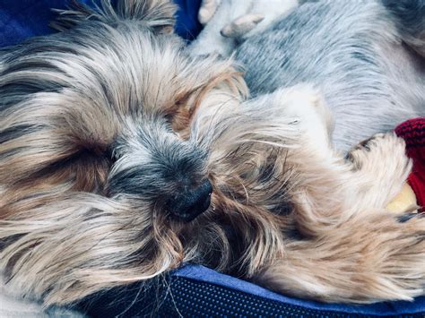 Maybe you would like to learn more about one of these? FRENKIE dreaming😴🐾 in 2020