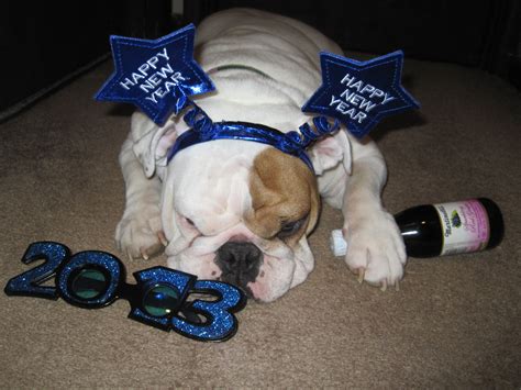 Happy New Year! | Bulldog quotes, English bulldog, Bulldog