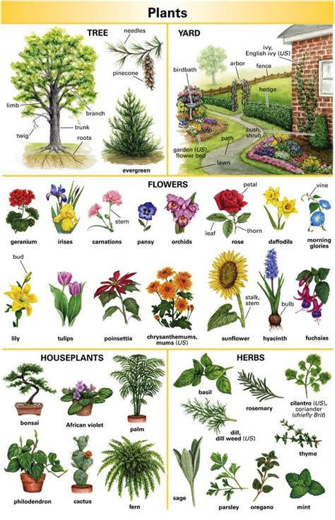 Plants Vocabulary English Vocabulary Learn English