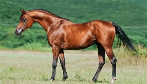 6 Types Of Purebred Arabian Horses Egyptian Polish Shagya And More