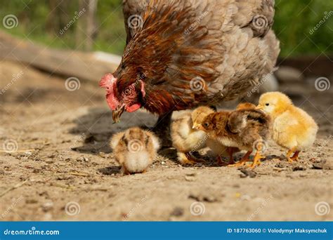 Closeup Of A Mother Chicken With Its Baby Chicks On The Farm Hen With