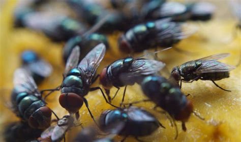 Frankfurt is one of the top and frequently visited destinations. Property: How to get rid of house flies - stop doing this ...