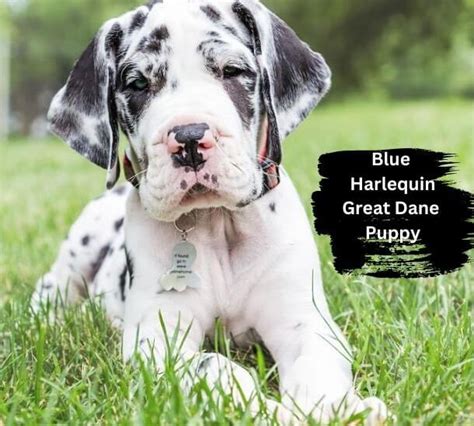 The Blue Harlequin Great Danea Beautiful And Majestic Breed