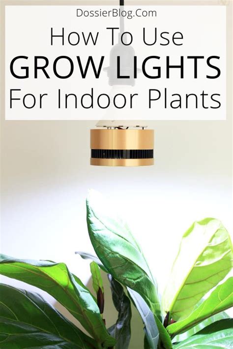 Check spelling or type a new query. How to use Grow Lights for Indoor Plants | Dossier Blog