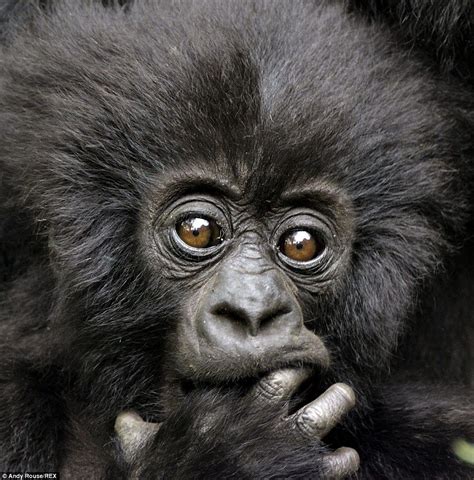 Baby Gorilla Gets A Leg Up With Her Climbing Lessons Baby Gorillas