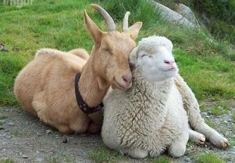Can Goats And Sheep Interbreed Hasma