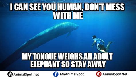 Whale Memes