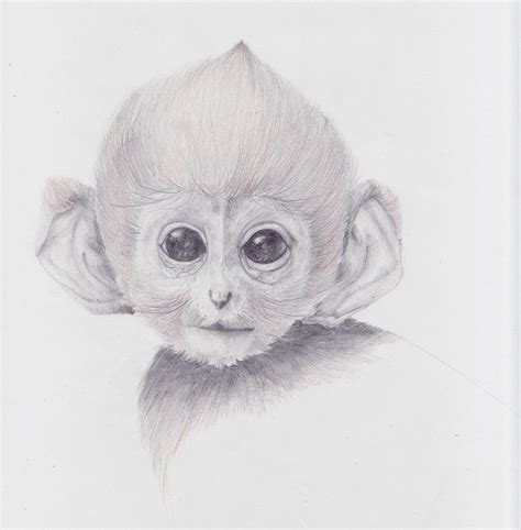 Pencil Sketch Of Monkey At Explore Collection Of