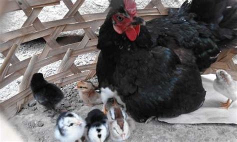 Lihat juga resep ayam rebus hainan simple enak lainnya. Bolehkah Kucing Makan Ayam Goreng, Rebus dan Mentah ...