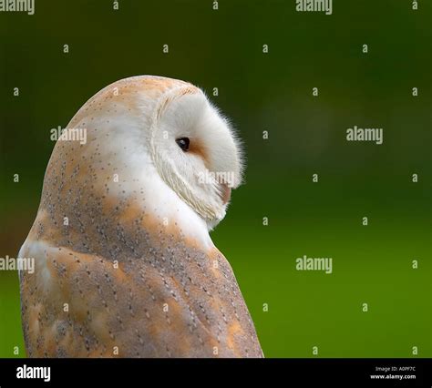 Barn Owl Looking Right In To Frame Tyto Alba Heart Shaped Face Plumage