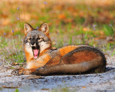 Photo Of The Day Sleepy Gray Fox • The National Wildlife Federation