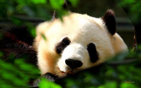 Cute Baby Panda Wallpaper 65 Images