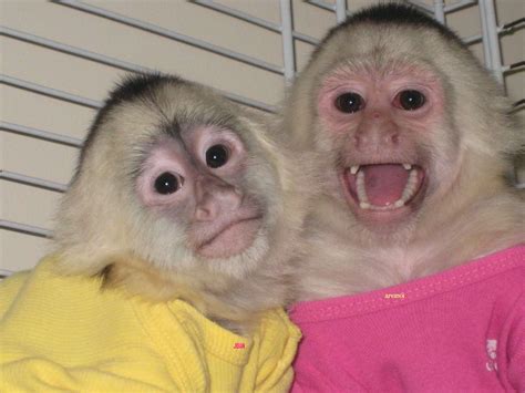 Adorable Baby Capuchin Monkeys For Adoptionpatriciabenz14