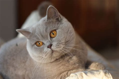 British shorthair lilac and blue. Pin by Bobby Schaefer Schaef Designs on Like an animal ...