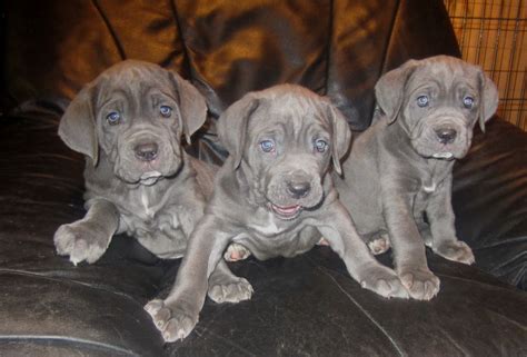 They will make excellent family pets. 3 BLUE NEAPOLITAN MASTIFF FEMALES | Doncaster, South ...