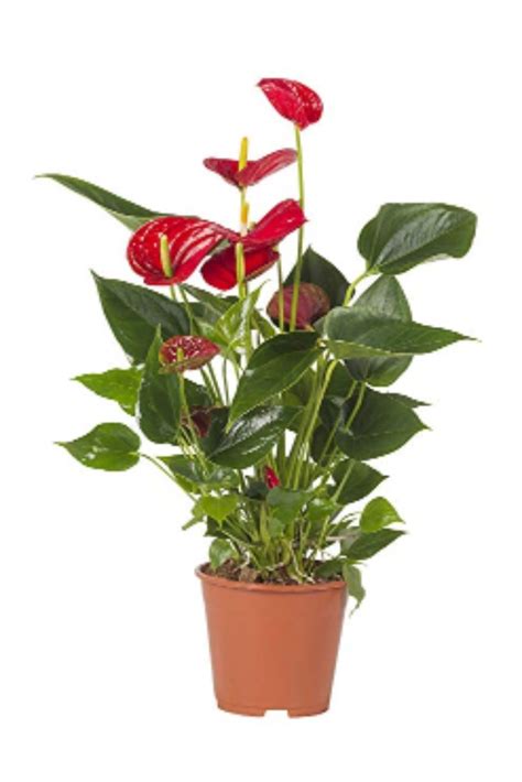 Le migliori piante d'appartamento per purificare l'aria. Anthurium Rosso - acquista su Lovisetto Garden - Piante da ...