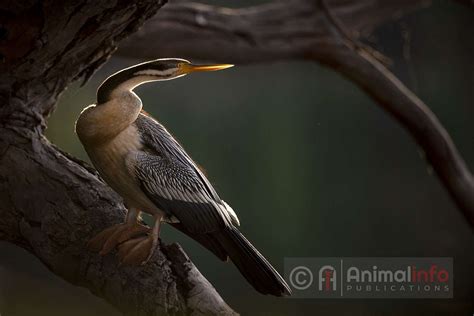 Australasian Darter Anhinga Novaehollandiae Wild Animal Information