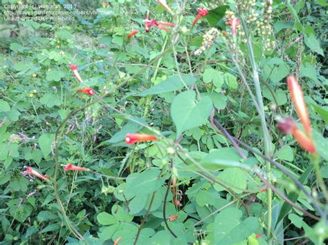 Flowering crabapples (malus species) are popular ornamental trees in colorado landscapes. Plant Identification: CLOSED: Red flower - please ID, 1 by ...
