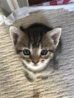 Cutest Kittens In Milwaukee Exclusive Craigslist Find