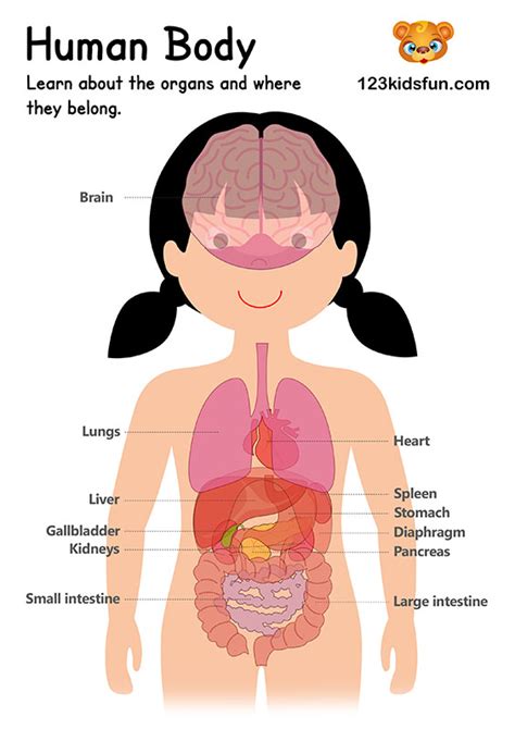 Mi cuerpo my body, diagram of human body parts in spanish for language learning. Body Parts Diagram For Kindergarten : Fish diagram ...