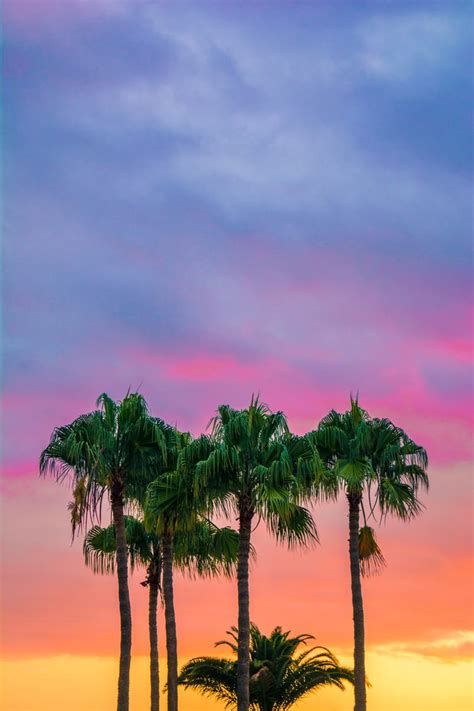 Free Photo Palm Trees Against Colorfull Sky