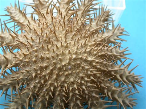 The Echinoblog Secrets Of The Starfish Sieve Plate And Madreporite