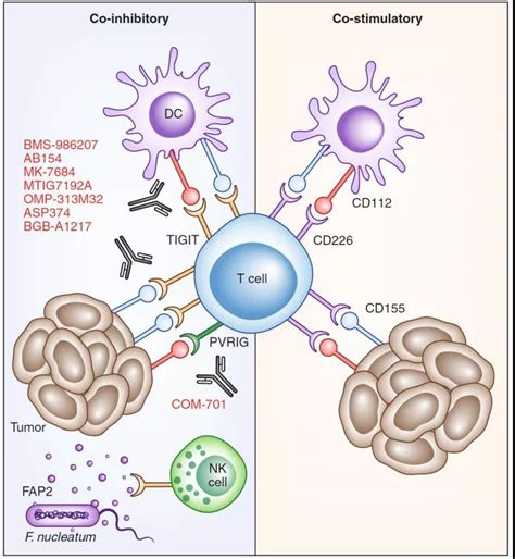 New Type Of Immune Checkpoint Inhibitors In Clinical Trials