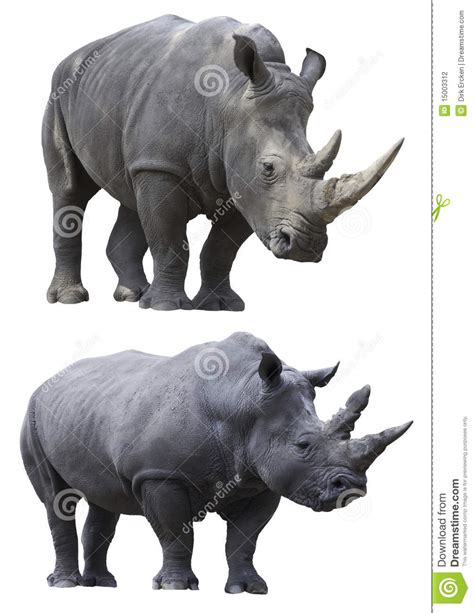 White Rhino Rhinoceros Isolated Animal Stock Photo Image
