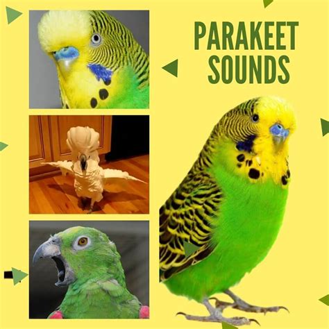 Parakeet Sounds Parrot Sound And Budgie Sounds