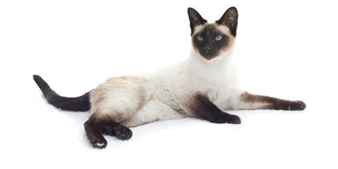 Feline 411 All About Siamese Cats Greatpawz