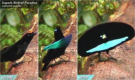 Probably The Strangest Of All Shape Shifters Is The Psychedelic Smiley Face Of The Superb Bird