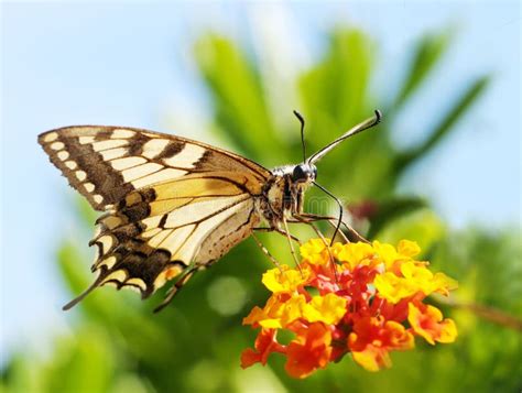 Beautiful Yellow Butterfly Stock Image Image Of Meal 8098087