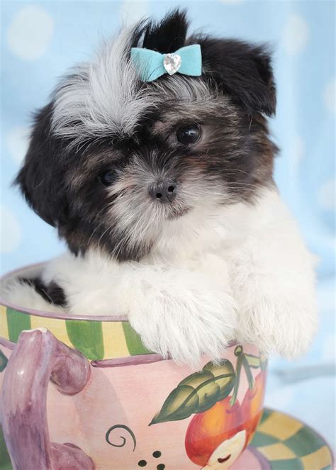 Shih tzu puppy for sale at teacups puppies south florida. Shih-Tzu Puppies For Sale | Teacups, Puppies & Boutique