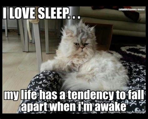Pin By Debbie Cross On Must ♥ Cats Sleep Funny I Love