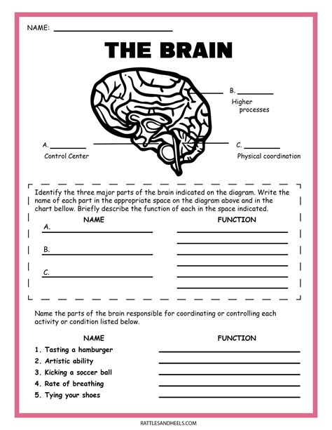 Free Science Worksheets The Nervous System Adanna Dill Nervous Hot Sex Picture