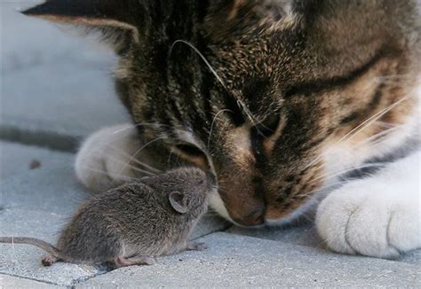 Cat And Mouse Friends Funny And Cute Cats Gallery