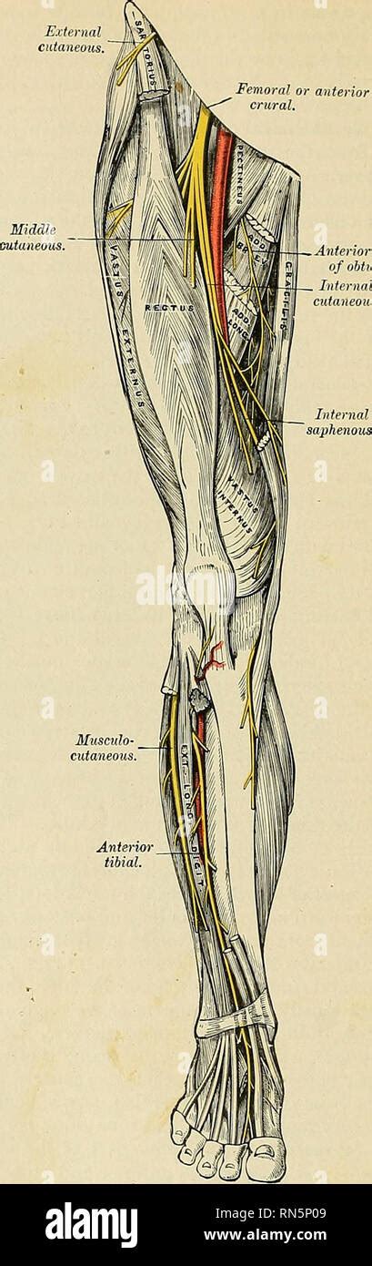 Femoral Nerve Stock Photos And Femoral Nerve Stock Images Alamy