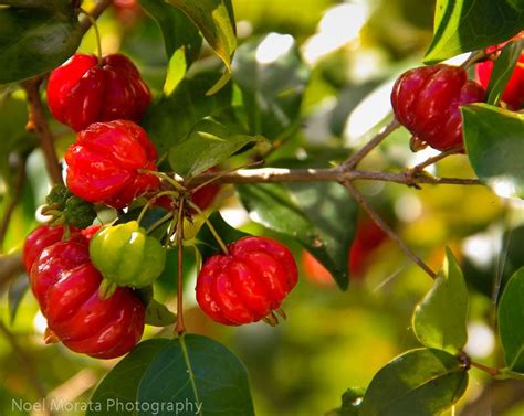 We did not find results for: Surinam cherry (only red and black ones are sweet); other ...