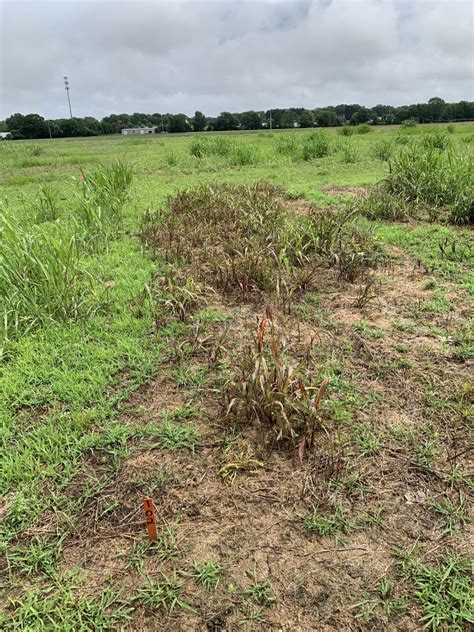 Options To Manage Glyphosate Resistant Johsongrass In Corn Ut Crops News