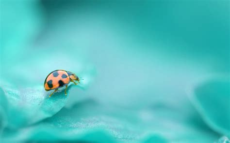 Cute Ladybug Wallpaper Wallpapersafari