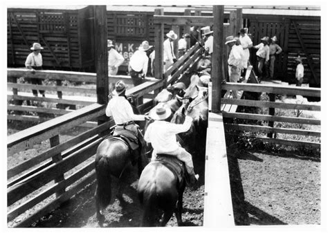 Cowboys Loading Cattle Onto A Train The Portal To Texas History