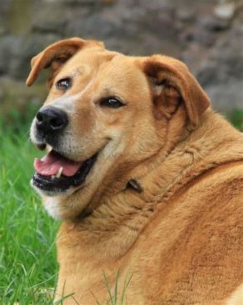 This material must not be used for commercial purposes, or in any hospital or medical facility. fat dog - Dogs Health Problems