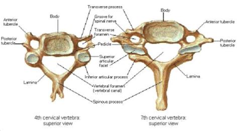 In anatomy, the atlas (c1) is the most superior (first) cervical vertebra of the spine and is located in the neck. 4th cervical vertebra vs 7th cervical vertebra